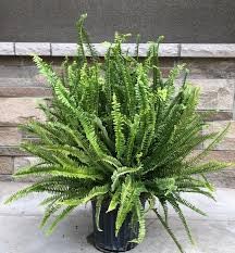 Kimberly Queen Fern