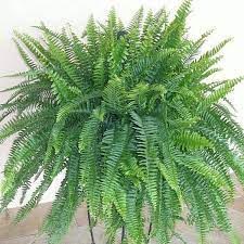 Boston Fern